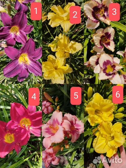 Лилейники сортовые разные свои