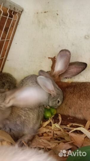 Кролики великаны