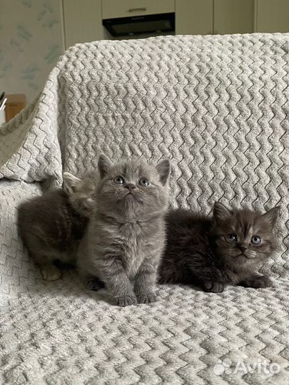 Шотландские котята