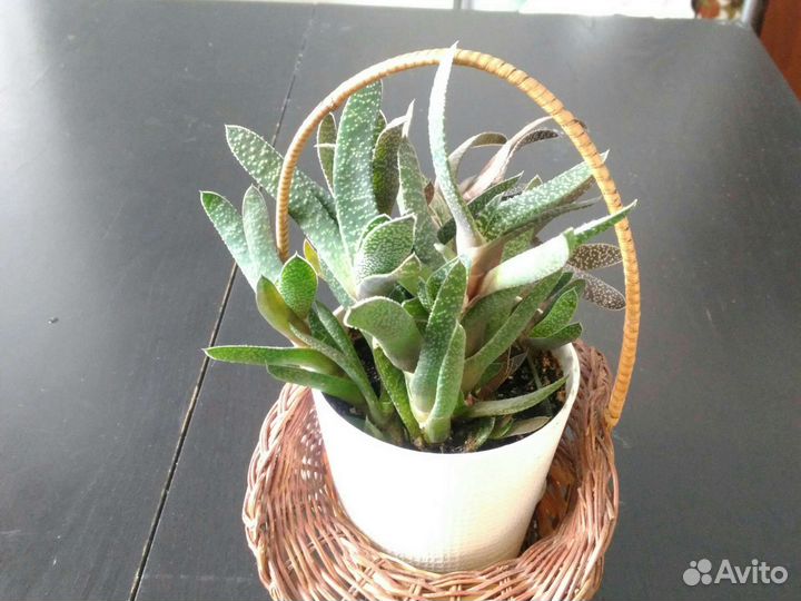 Комнатные цветы