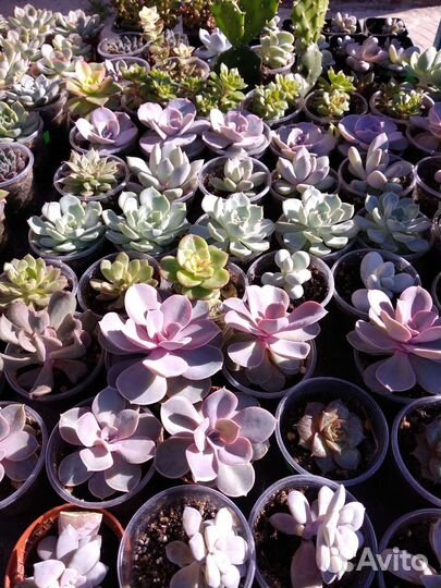 Суккуленты