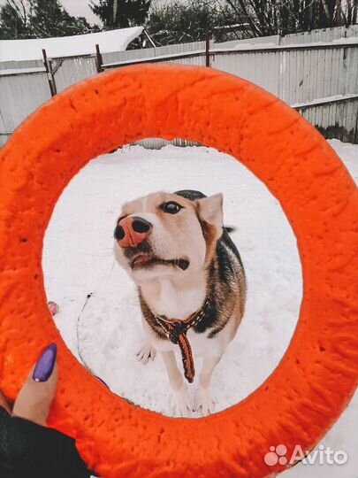 Замечательный пес в добрые руки