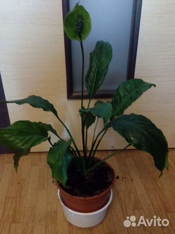 Спатифиллум Свит Марио (женское счастье)