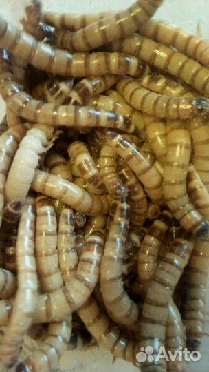 Зоофобас,мучной червь