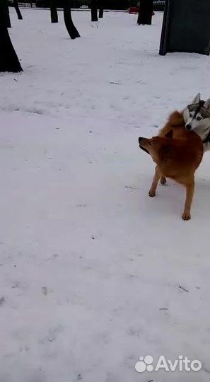 Вязка кобель карело-финская лайка