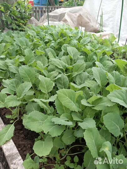 Рассада капусты