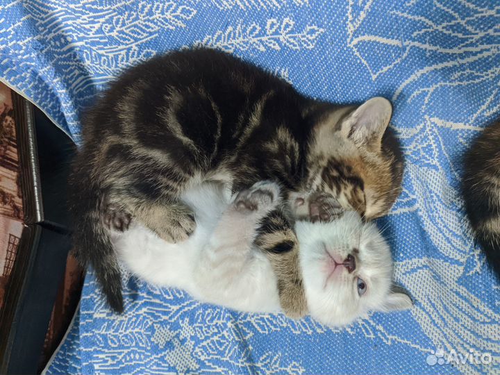 Британские котята