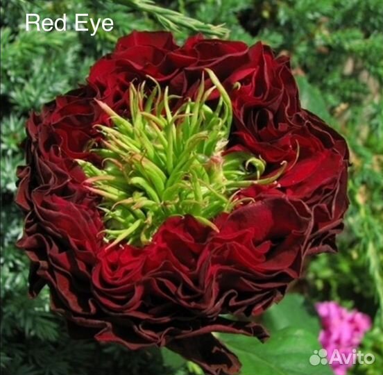 Кустовые розы саженцы