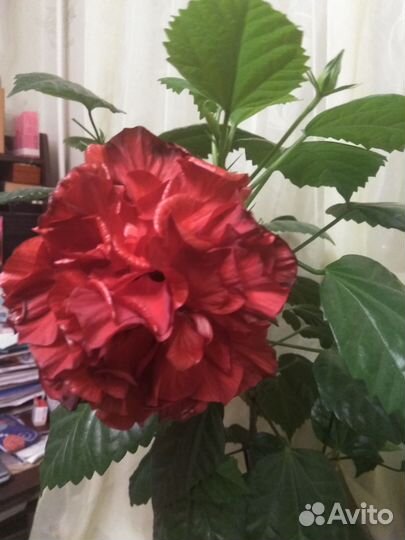 Гибискус китайская роза