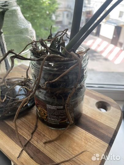 Замиокулькас