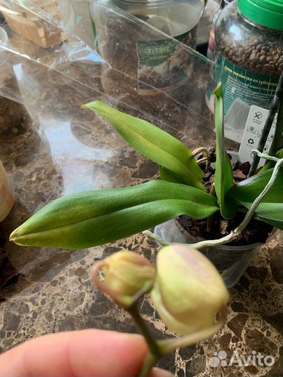 Орхидея фаленопсис