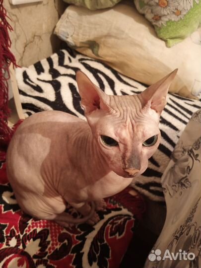 Донской сфинкс