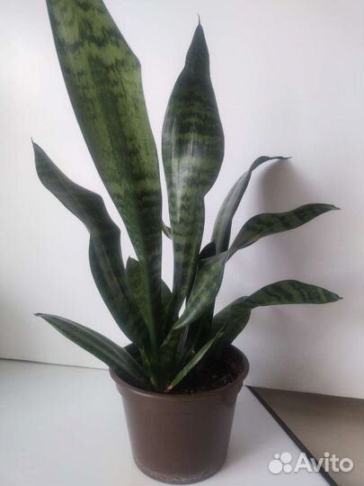 Сансевиерия