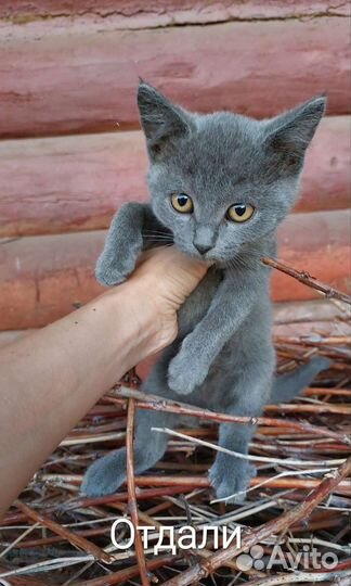 Котята мальчики в добрые руки