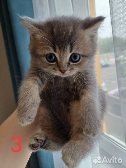 Шотландские