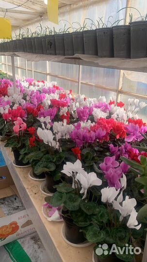 Цикламен к 8 марта оптом