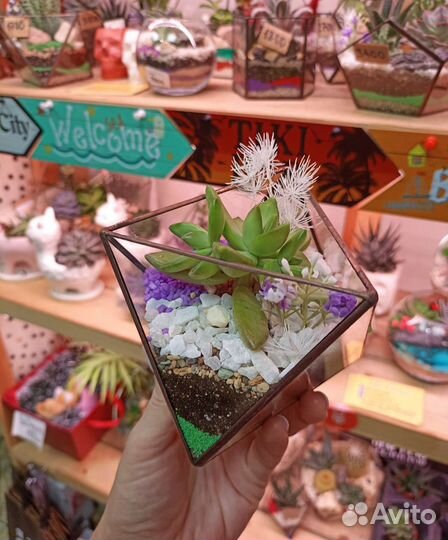 Флорариум суккуленты