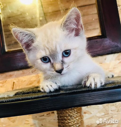 Котёнок Фрида ищет дом