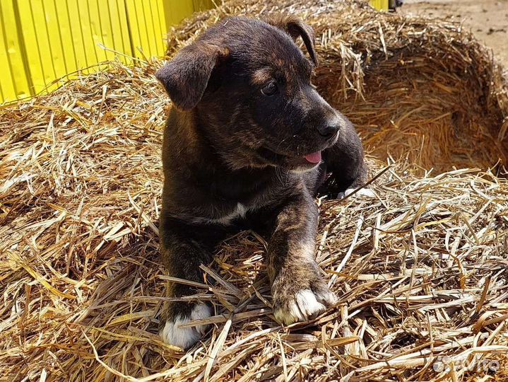 Щенки мальчики и девочка