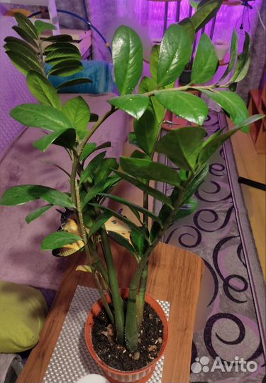 Замиокулькас