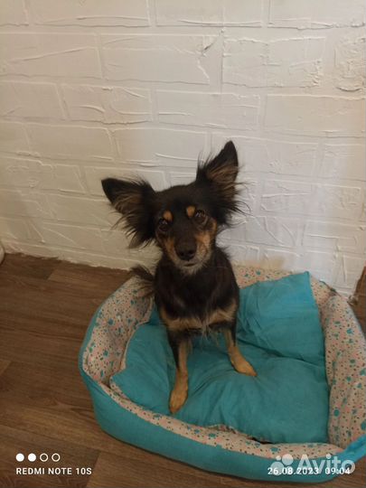 Русский той-терьер в добрые руки