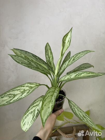 Алокпзия, аглаонема, диффенбахия