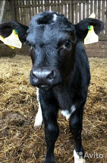 Телята бычки