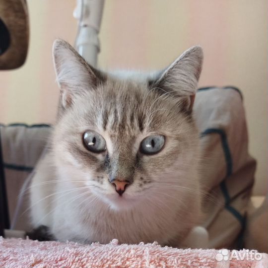 Отдам в добрые руки