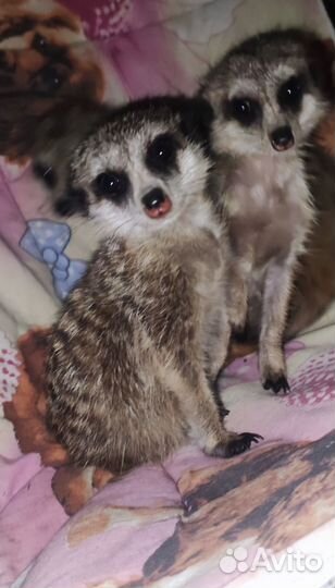 Сурикат малыши 1,5 месяца