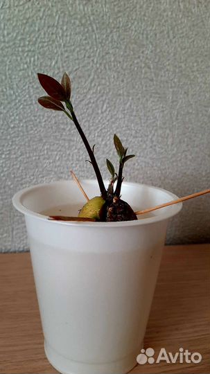 Авокадо дерево