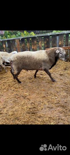 Овцы бараны ягнята Катумские и Дорпер