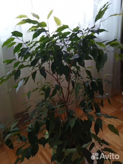 Фикус Бенджамина