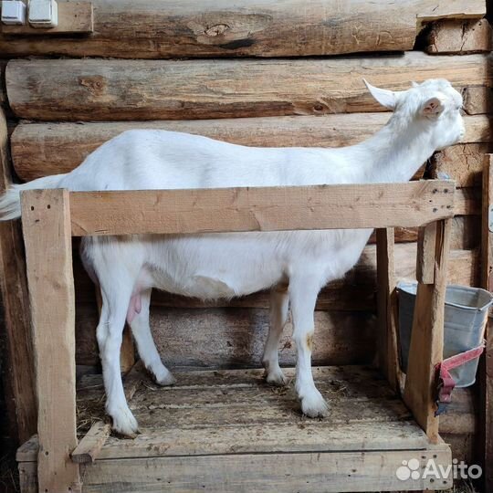 Чистопородные зааненские козы