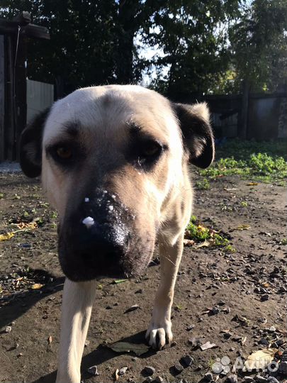 Пёс ищет хозяев