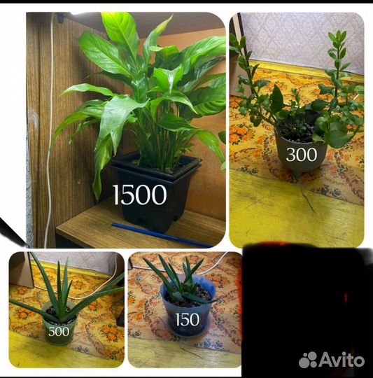 Комнатные растения