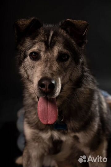 Красивый пес ищет дом