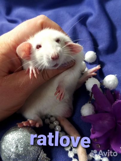 Крысята мальчик дамбо от ratlove