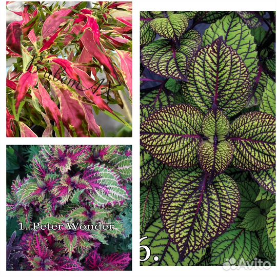 Колеусы срезы