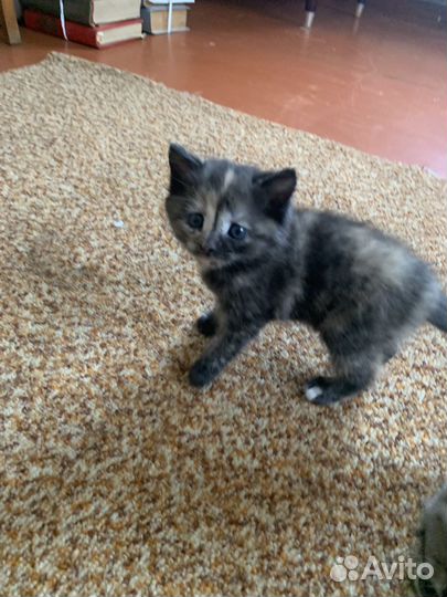 Котята в добрые руки бесплатно