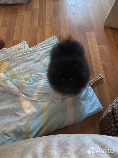 Немецкий шпиц девочка