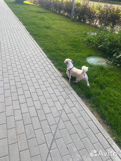 Собака в добрые руки ши-тцу
