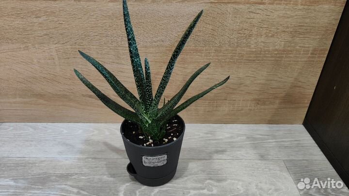 Суккуленты