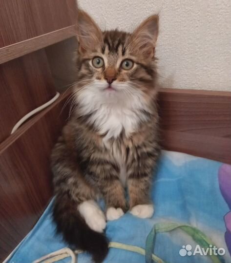 Котенок в добрые руки девочка