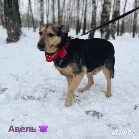 Собака в добрые руки