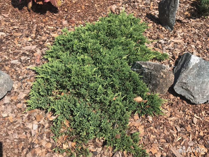 Можжевельники в ассортименте