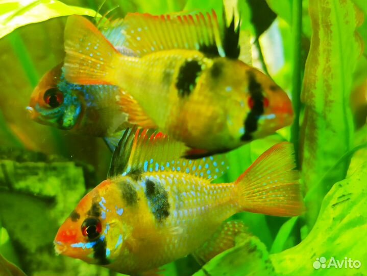 Аквариумные рыбки и корма