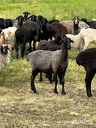 Курдючные бараны овцы