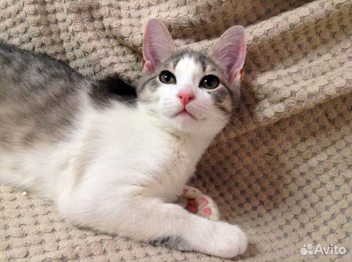 Красивый малыш ищет дом