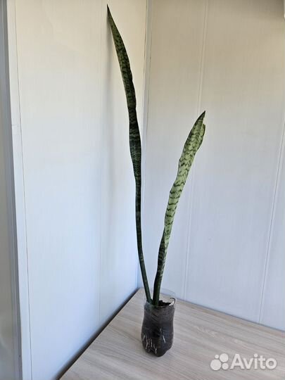 Сансевиерия