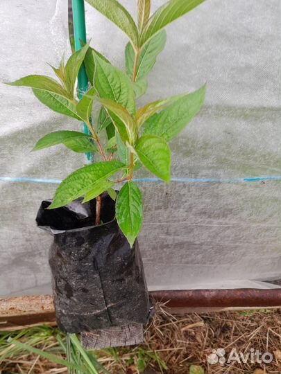 Декоративные саженцы